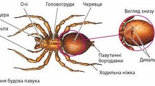 Клас Павукоподібні