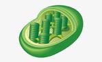 Chloroplast Are Only Found In Plant Cells And Eukaryotic - Chloroplast Cartoon Transparent PNG - 639x437 - Free Download on NicePNG
