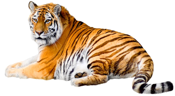 02019k9f-eb56-600x330.png