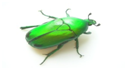 02019kqn-fbcc-127x70.png