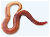 02019kqu-9870-99x73.png