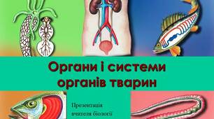 Презентація на тему "Органи та системи органів тварин"