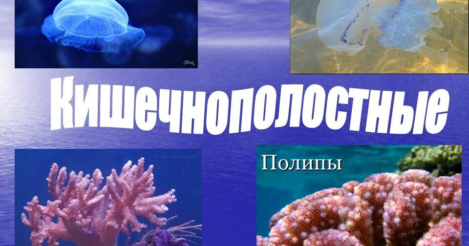 Презентация на тему кишечнополостные