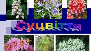 Презентація на тему "Суцвіття"