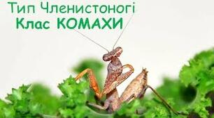 "Клас Комахоподібні"