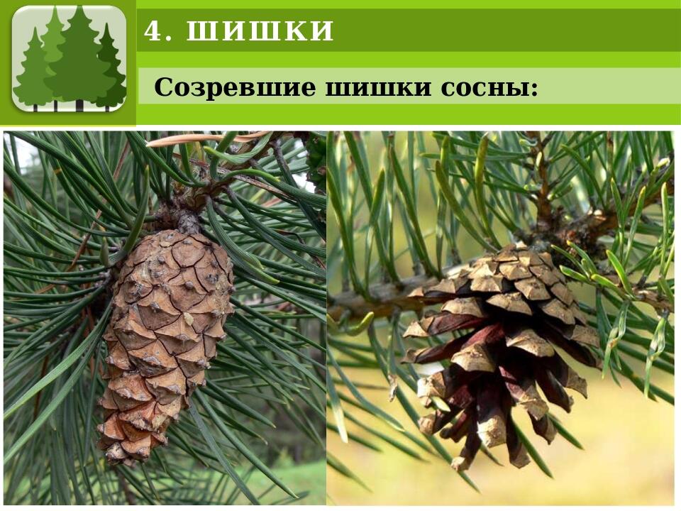 Созревшие шишки фото