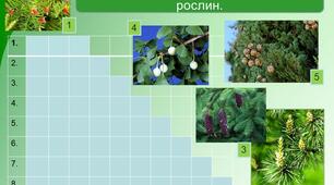 Презентація інтерактивна гра “Піраміда” на тему "Різноманітність голонасінних"