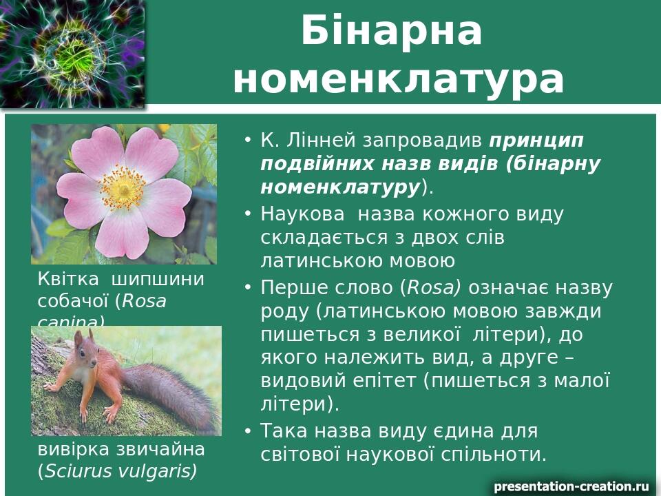 Бінарна номенклатура К. Лінней запровадив принцип подвійних назв видів (бінарну номенклатуру). Наукова назва кожного виду складається з двох слів л...