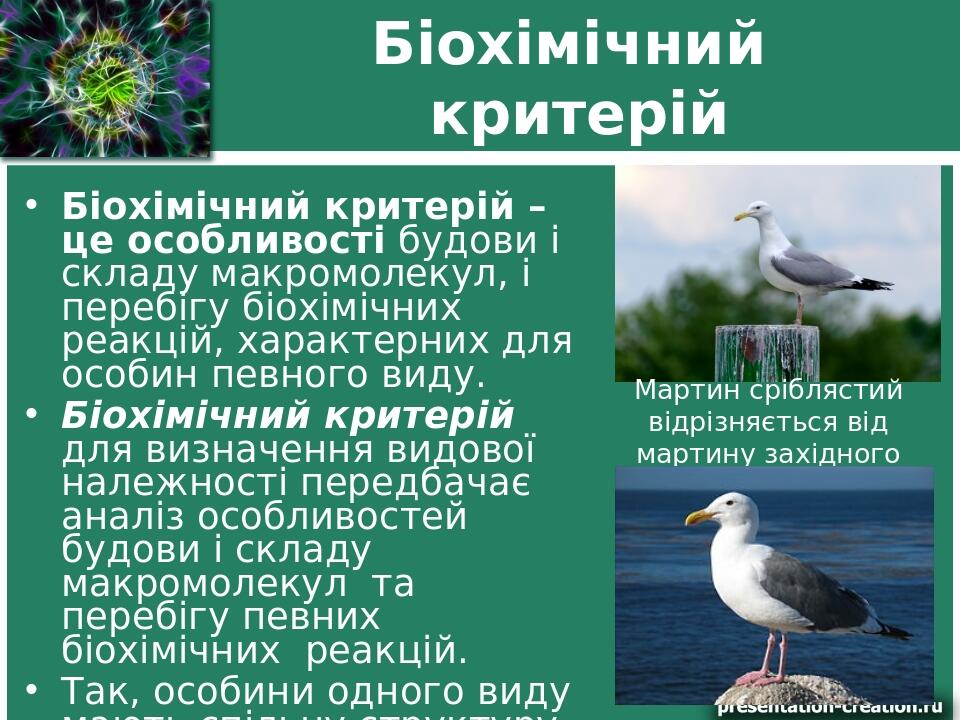 Біохімічний критерій Біохімічний критерій – це особливості будови і складу макромолекул, і перебігу біохімічних реакцій, характерних для особин пев...