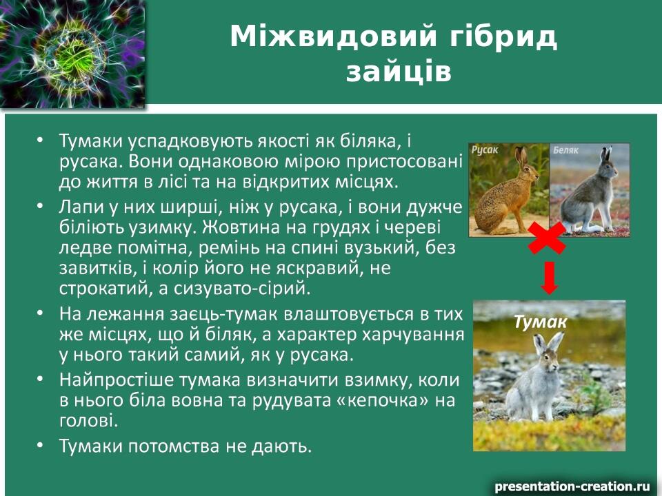 Міжвидовий гібрид зайців