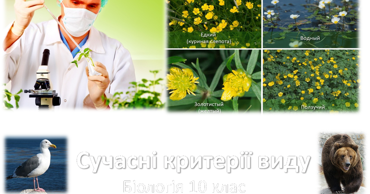Курсовая работа: Біологічний контроль збудників хвороб рослин