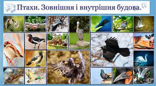 Презентація на тему "Будова птахів"