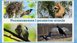 Презентація на тему "Розмноження та розвиток птахів"