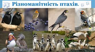 Презентація на тему "Різноманітність птахів. Частина 3"