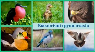 Презентація на тему "Екологічні групи птахів"