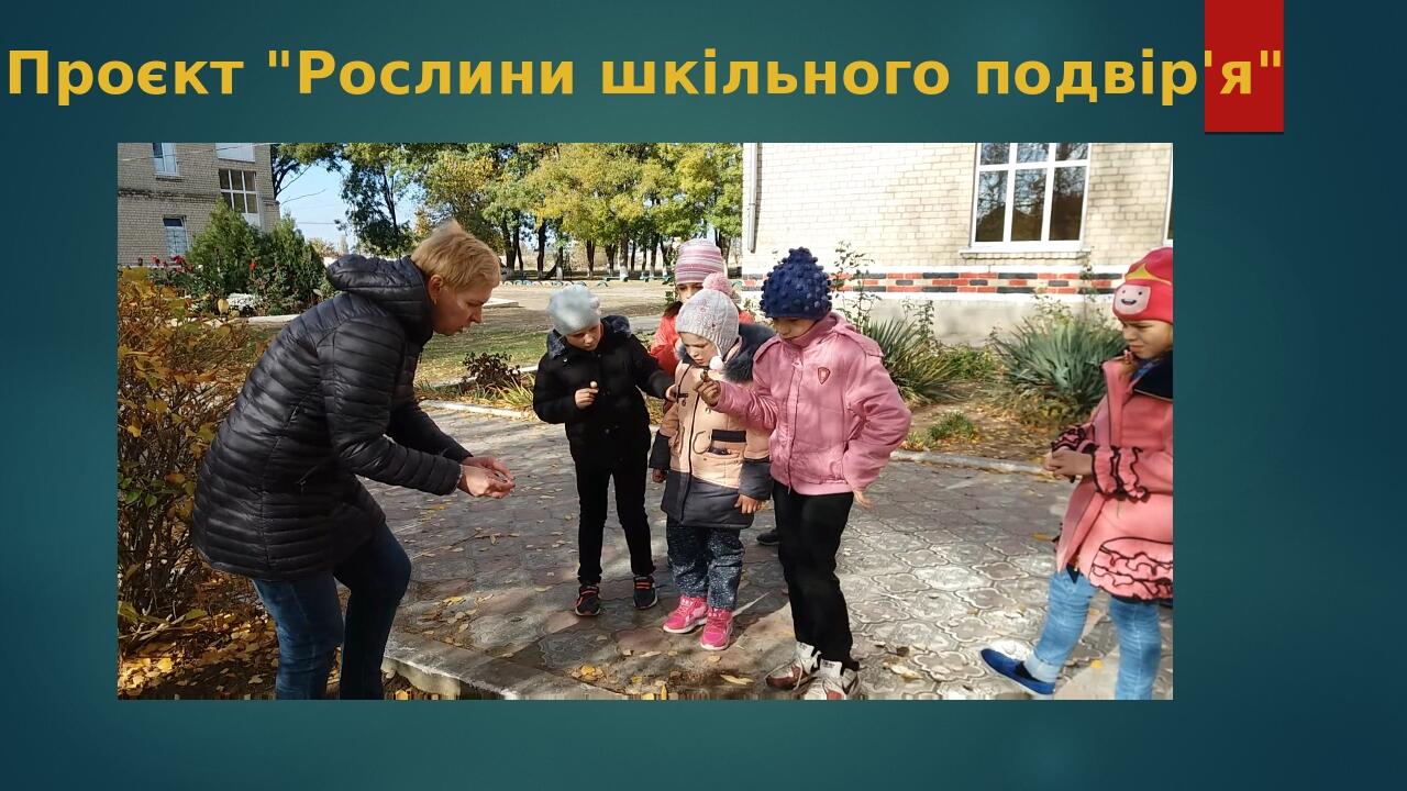 Проєкт "Рослини шкільного подвір'я"