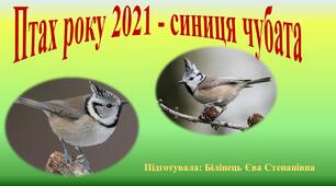 Презентація "Синиця чубата - птах року 2021"