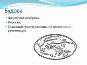 Презентація на тему Лейкопласти — презентації з біології | GDZ4YOU