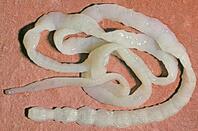 0201a8o3-3c70-198x131.jpg