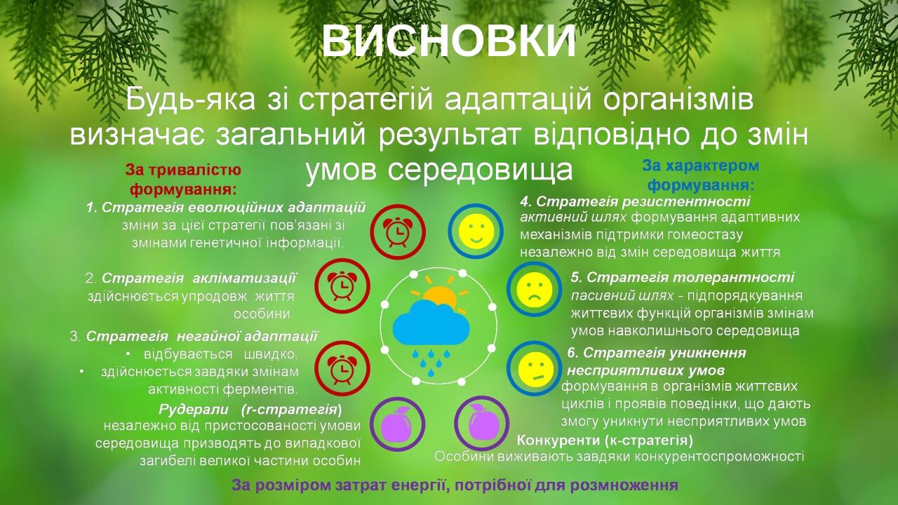 ВИСНОВКИ BASIC LAYOUT