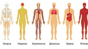 Системи людини