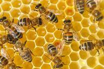 Як бджоли роблять мед ➤ Інтернет-магазин Vashapasika