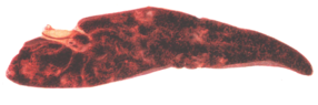 0201ad8m-871a-286x95.png