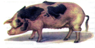 0201admf-8daa-317x161.png