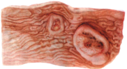 0201adqo-7141-182x100.png