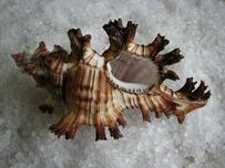 РАКУШКИ.РУ - Мурициды (Muricidae)