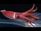 Кальмары - YouTube