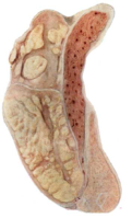 0201ai95-f866-121x199.png