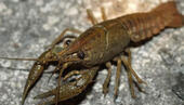 Річковий рак - будова, розмноження
