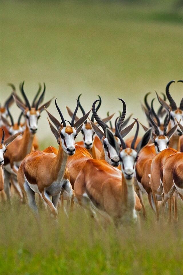 Springbok herd, wildlife photography 640x960 iPhone 4/4S wallpaper, background, picture, image
