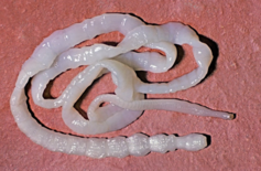 0201apbh-7c76-237x155.png