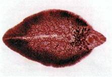 Сисун печінковий, або фасціола (Fasciola hepatica) – Тип Плоскі черви Plathelminthes | Шкільний довідник
