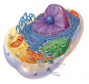 0201apej-6d16-291x273.png