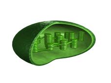 chloroplast