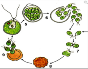 0201auo2-19c1-292x230.png