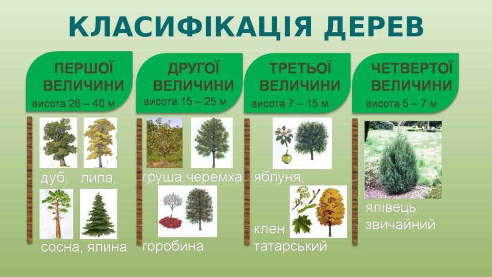 КЛАСИФІКАЦІЯ ДЕРЕВ BASIC LAYOUT
