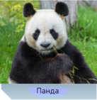 0201ay9y-db2a-137x141.png
