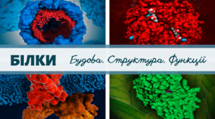 Презентація на тему "Білки: будова, структура і функції"