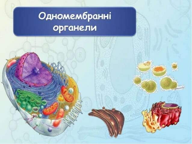Будова і функції одномембранних органел.