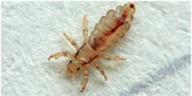 0201b25j-9959-214x107.png