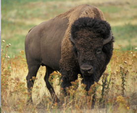 0201b3k5-502a-277x229.png