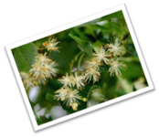 0201b3nt-9076-174x150.png