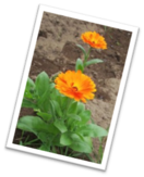 0201b3o1-5850-132x163.png