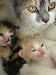 0201b3t2-8c44-180x240.jpg