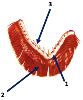 0201b8dr-b620-287x346.png