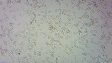 0201bal1-ec58-229x129.jpg